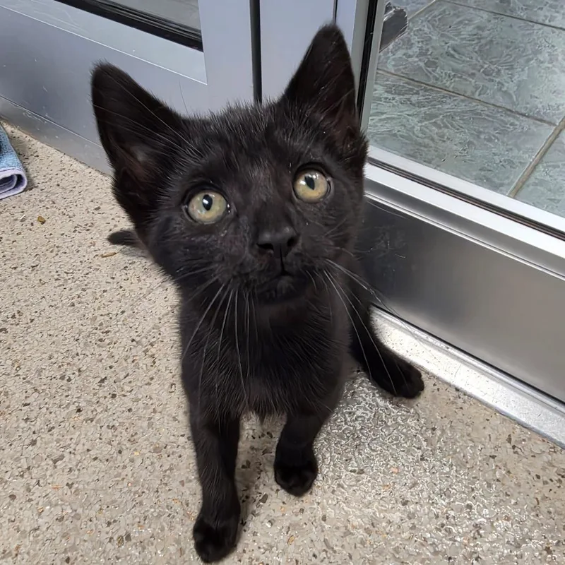 A baby small-sized female Black Domestic Short Hair cat named Dottie for adoption in Oshkosh, WI