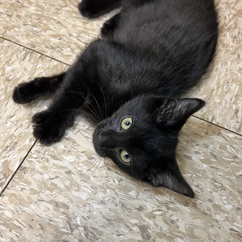 A baby medium-sized female Black Domestic Short Hair cat named Mackenzie for adoption in Fairmont, MN