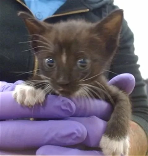 A baby small-sized female Domestic Short Hair cat named Dixie for adoption in Miami, FL