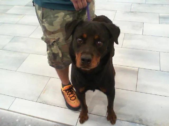 An adult large-sized male Rottweiler dog named Kako for adoption in Charlotte, NC