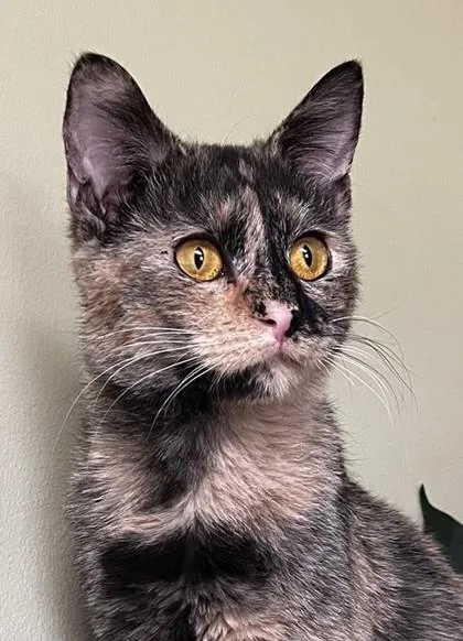 An adult medium-sized female Domestic Short Hair cat named Emerson for adoption in Hastings, NE