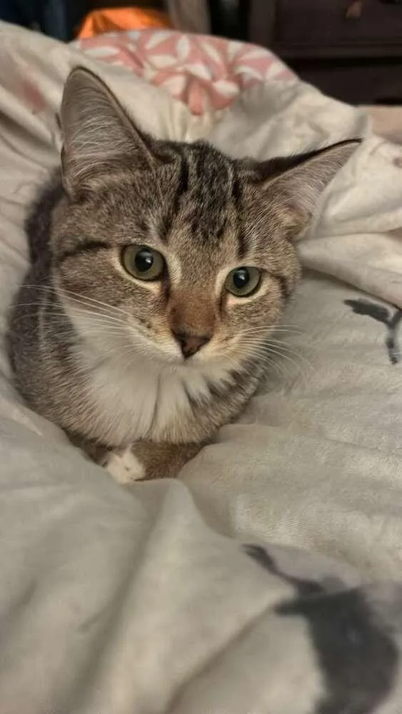 A baby small-sized female Domestic Short Hair cat named Mags for adoption in Statesboro, GA