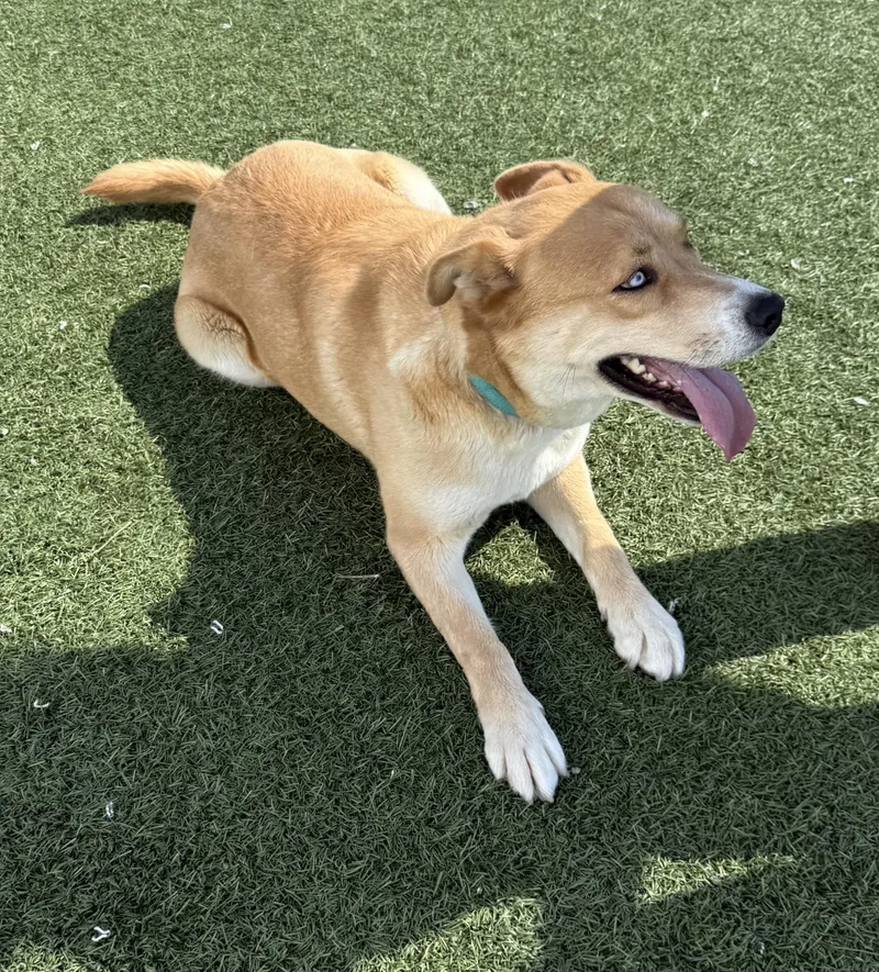 Eugene  Darling Huskyshiba thumbnail 2