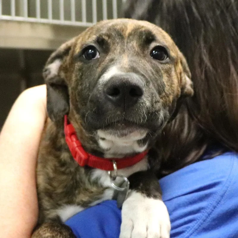 A senior large-sized female Mixed Breed dog named Nova for adoption in Port Washington, NY