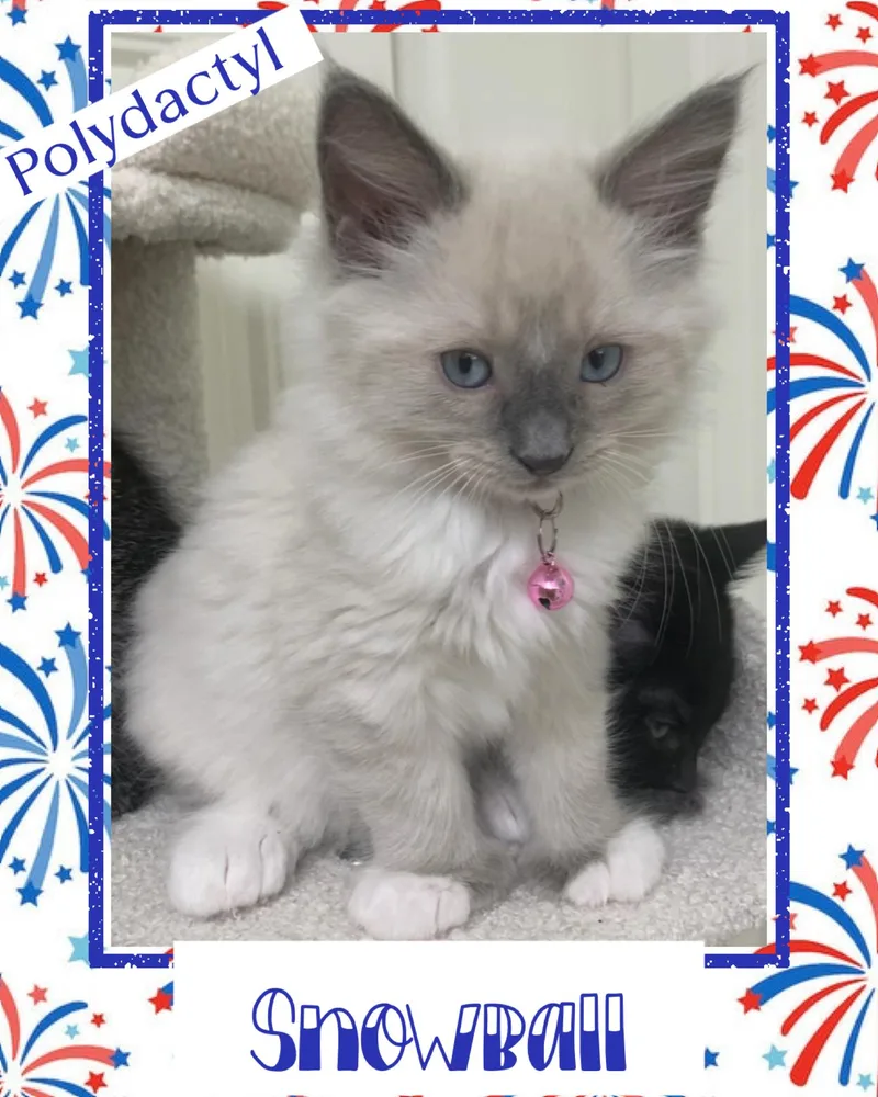 A baby medium-sized male Buff / Tan / Fawn Extra-Toes Cat / Hemingway Polydactyl cat named Snowball for adoption in Pasco, WA