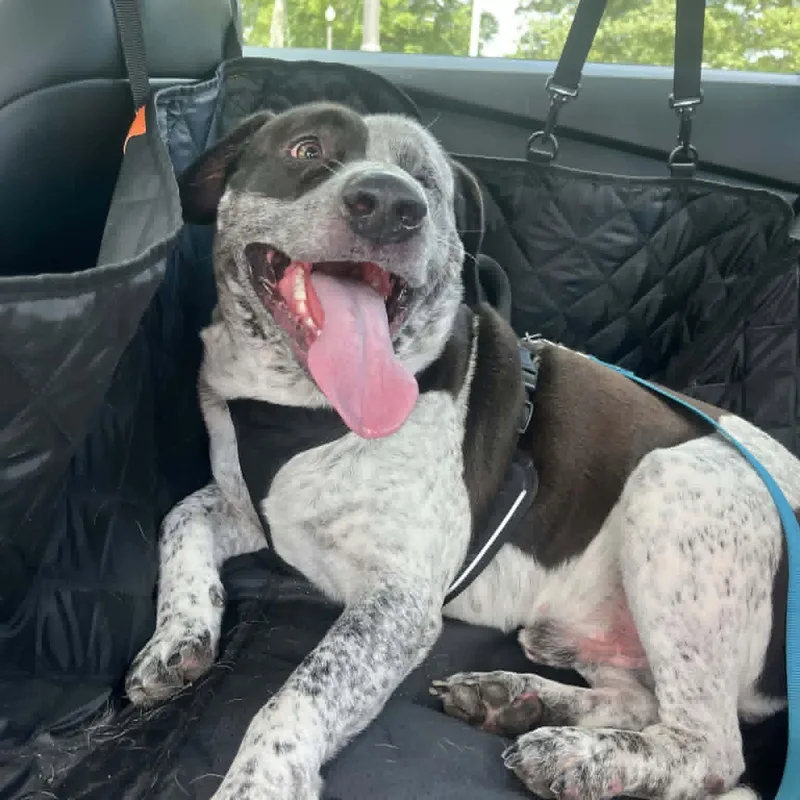 An adult large-sized male Gray / Blue / Silver Australian Cattle Dog / Blue Heeler dog named Titus for adoption in Cumberland, RI
