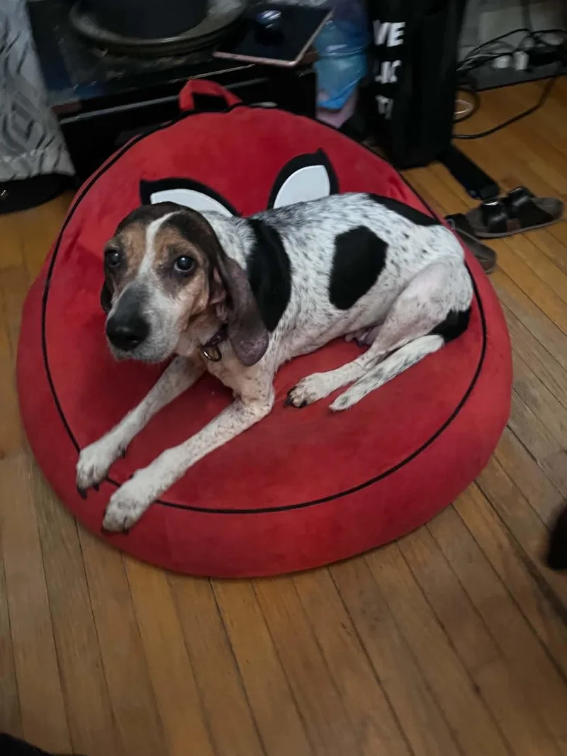 A senior medium-sized female Beagle dog named HOSPICE Holly for adoption in Stuarts Draft, VA