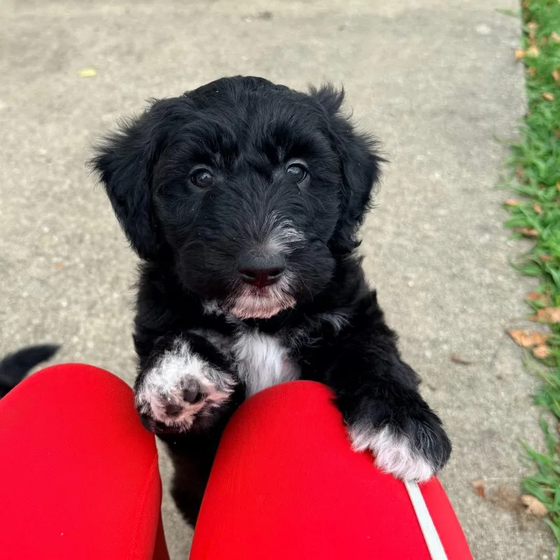 A baby medium-sized male Black Poodle dog named Justin for adoption in La Grange, KY