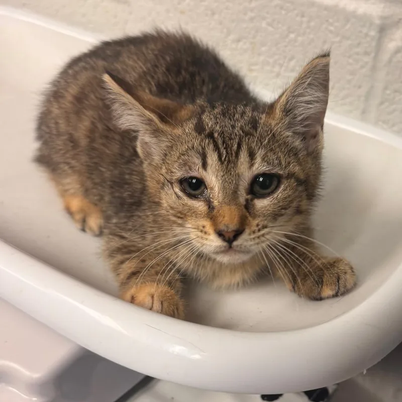A baby small-sized female Domestic Short Hair cat named Gourd for adoption in Birdsboro, PA