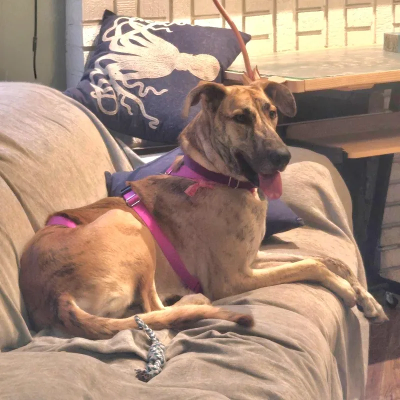 An adult large-sized female Greyhound dog named Sky Dancer for adoption in Tarpon Springs, FL