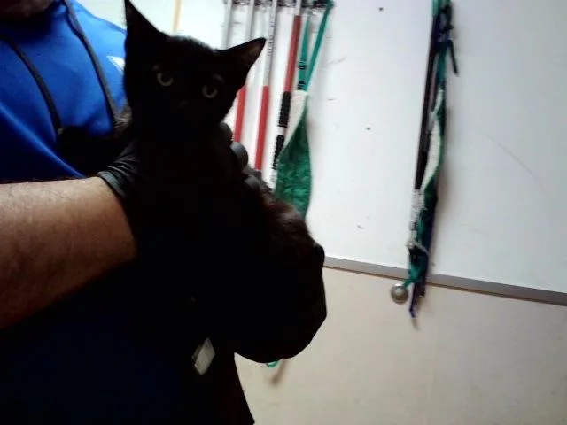 A baby small-sized male Domestic Short Hair cat named Count Chocula for adoption in Martinez, CA