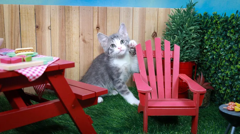 A baby medium-sized female Tabby (Gray / Blue / Silver) Tabby cat named Petunia for adoption in Parker, TX