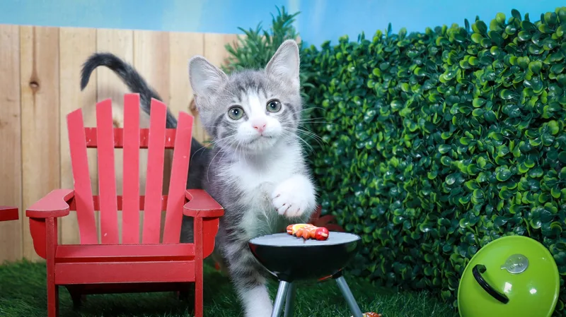 Petunia thumbnail 4