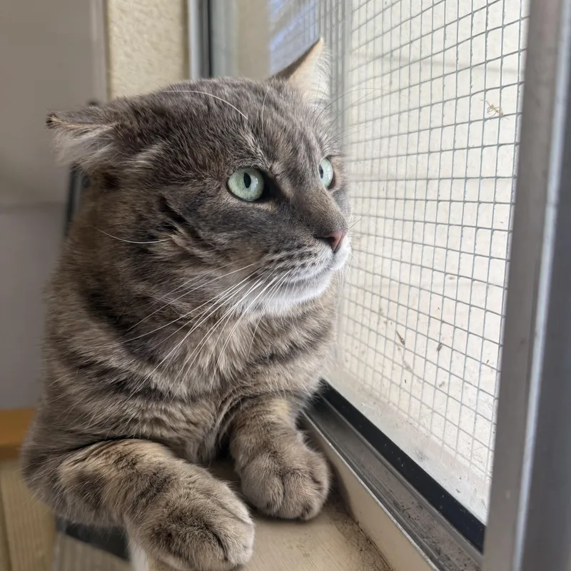 The Rock thumbnail 4