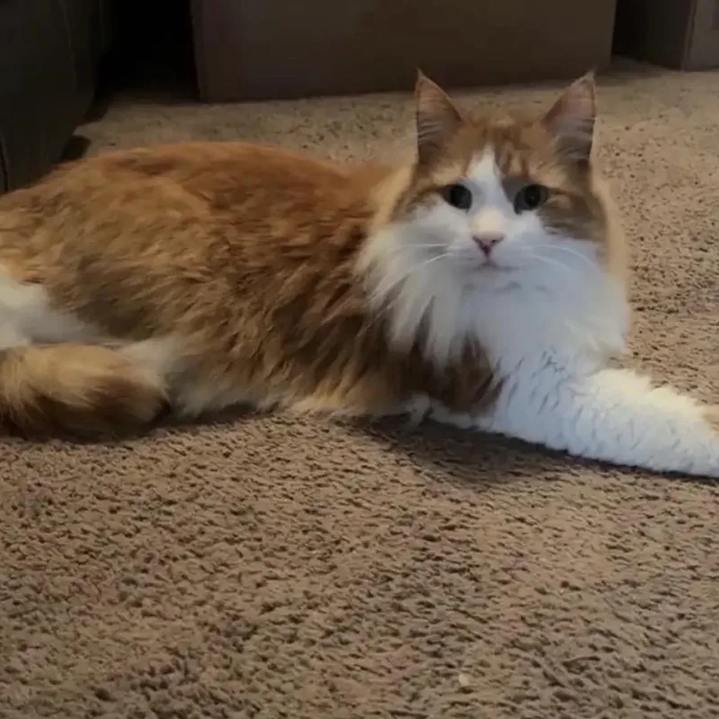 An adult medium-sized male Orange / Red Domestic Long Hair cat named Kelani for adoption in Carmel, IN
