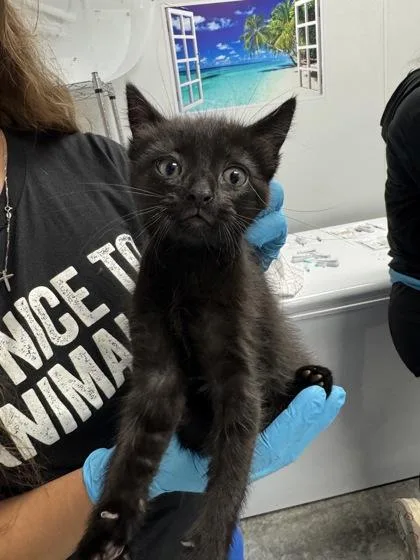 A young small-sized female Domestic Short Hair cat named B Nellie for adoption in North Charleston, SC