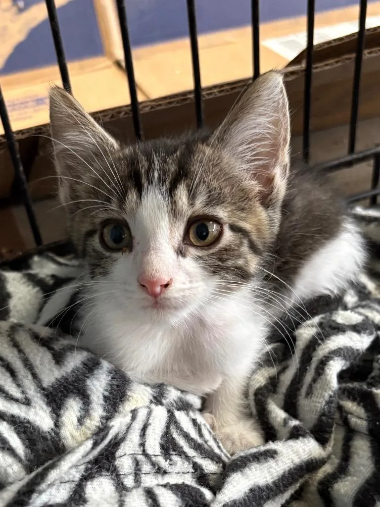 A baby medium-sized male Domestic Short Hair cat named Jett for adoption in Hartford City, IN