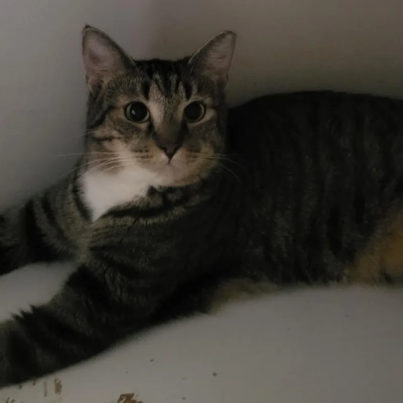 An adult small-sized male Brown / Chocolate Domestic Short Hair cat named Ronnie for adoption in Long Beach, CA