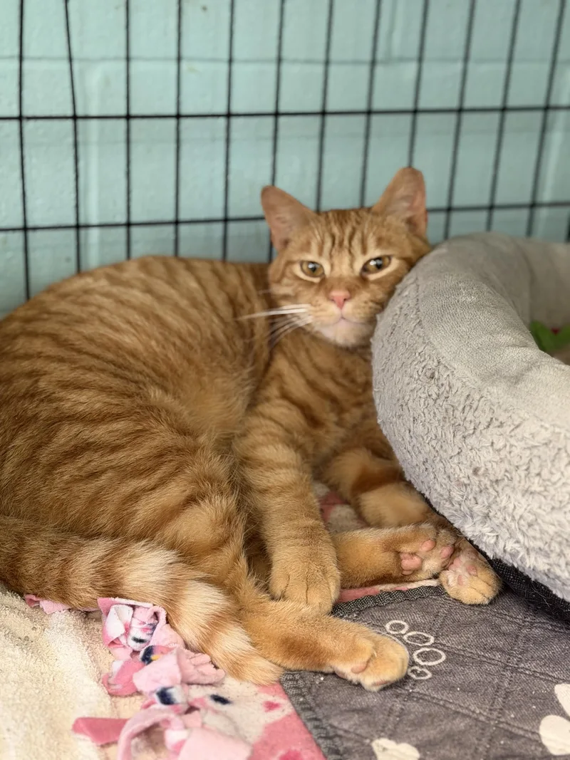 An adult medium-sized male Domestic Short Hair cat named Rusty for adoption in Warren, OH