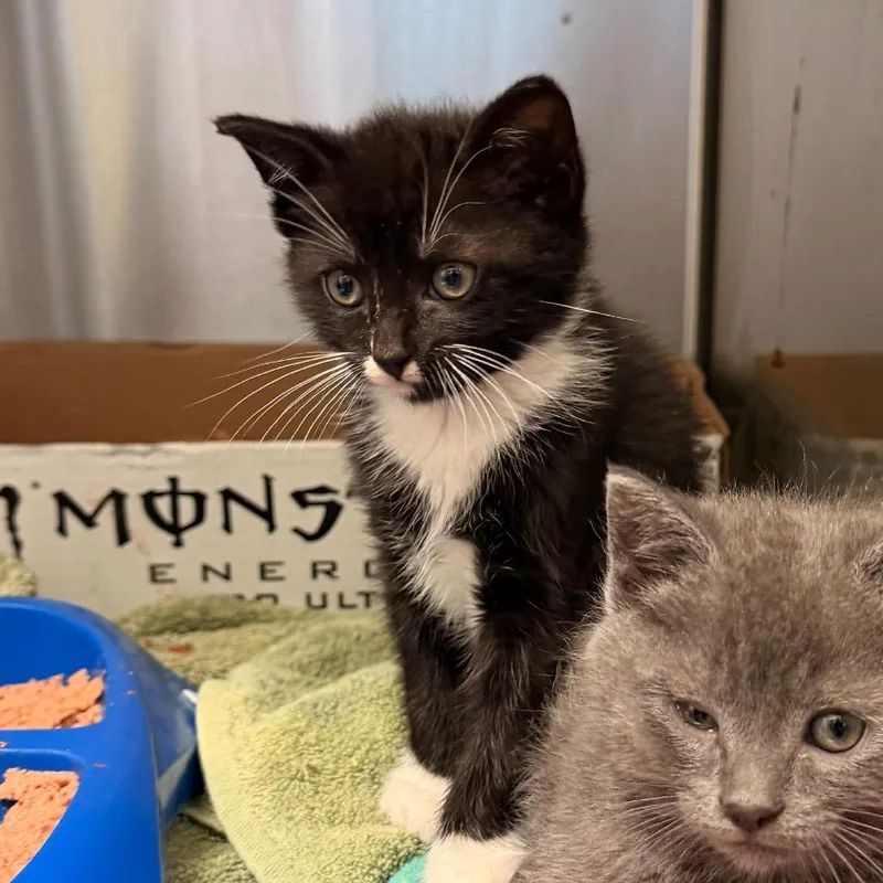A baby small-sized female Black Domestic Short Hair cat named Kapp'n for adoption in Lynchburg, VA