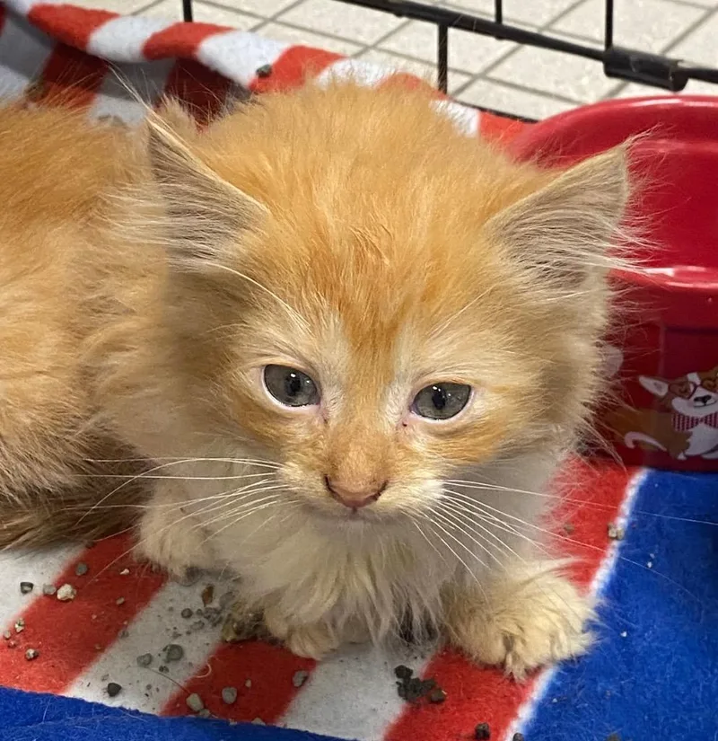 A baby medium-sized female Domestic Long Hair cat named Dom Dom for adoption in Fall River, MA