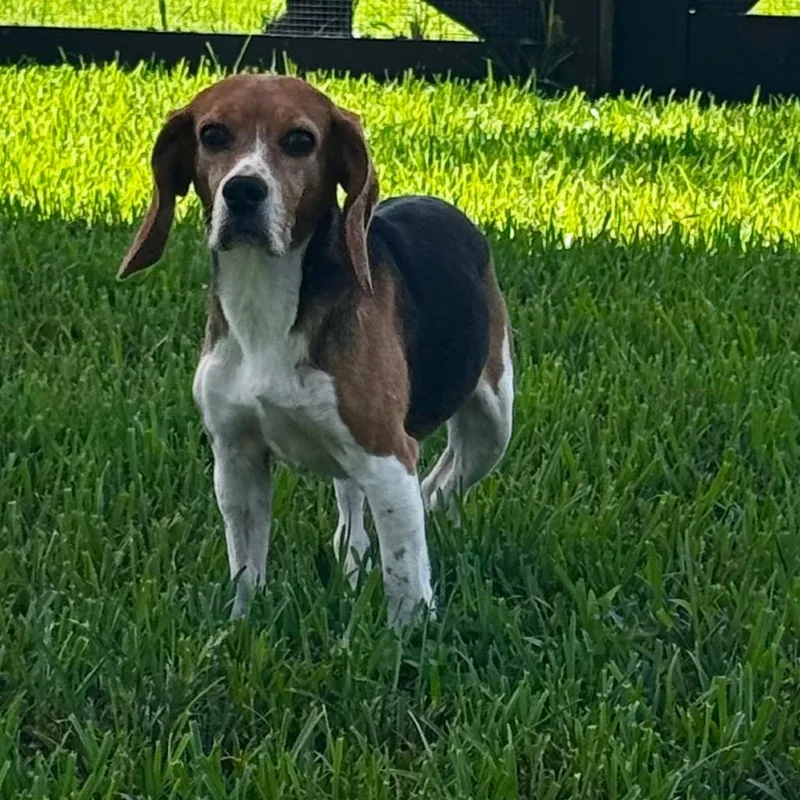 A senior small-sized female Yellow / Tan / Blond / Fawn Beagle dog named FZS aka Cartier for adoption in LOXAHATCHEE, FL