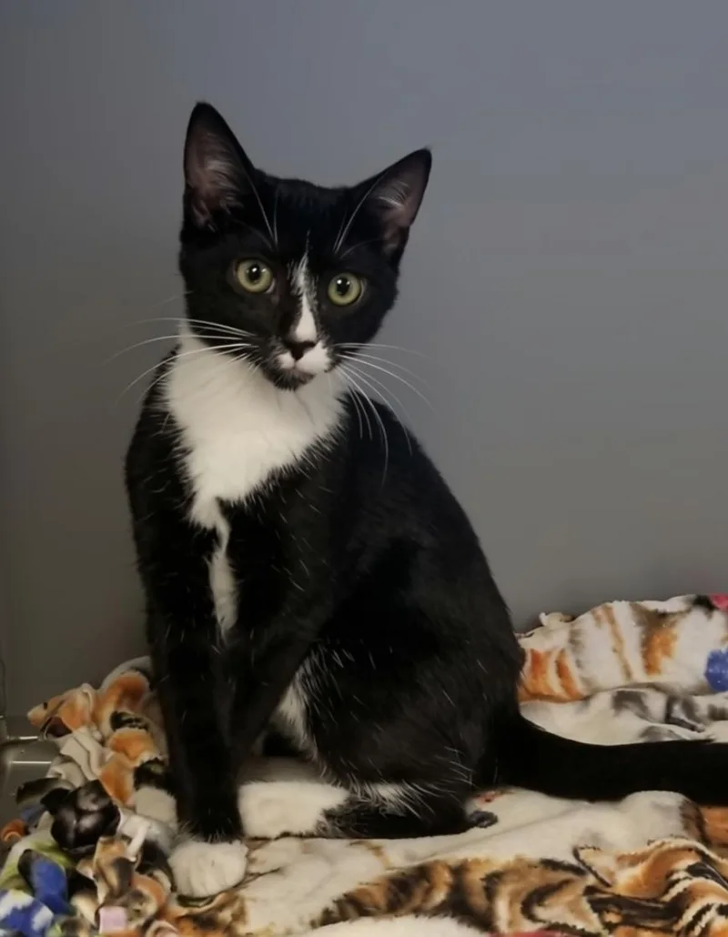 A young medium-sized male Black & White / Tuxedo Domestic Short Hair cat named Panda for adoption in Greensburg, PA