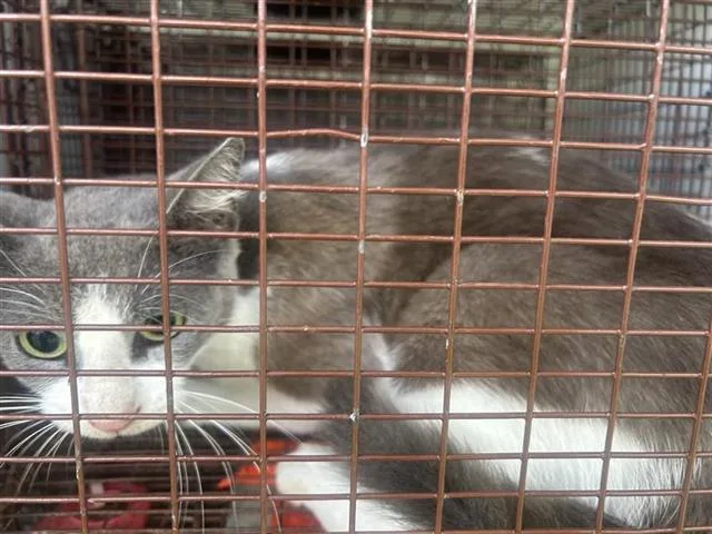 A young large-sized female Domestic Short Hair cat named A for adoption in Houston, TX