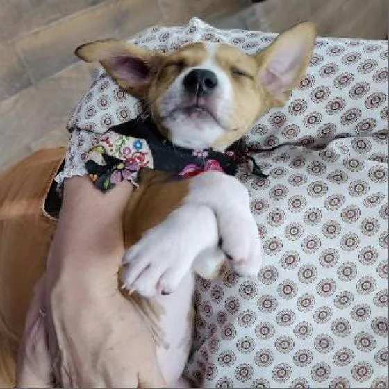 Rascal