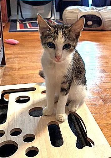 A baby medium-sized male Gray & White Domestic Short Hair cat named Finn McTrouble for adoption in Pineville, LA