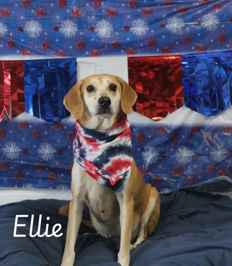 Ellie