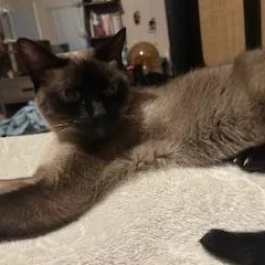 Harlee And Marlee thumbnail 6