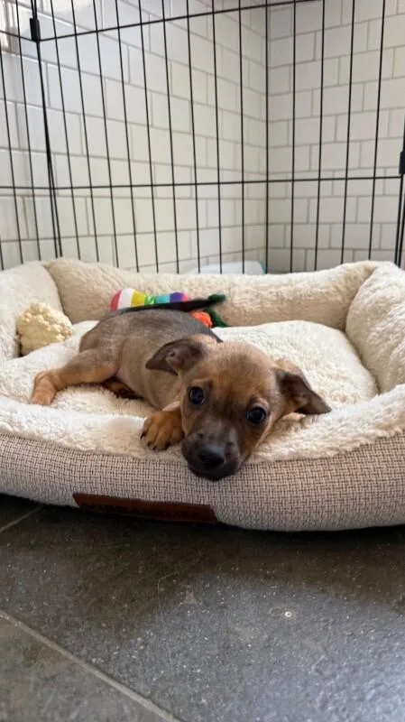 A young medium-sized male Jack Russell Terrier dog named Tot for adoption in Manhattan Beach, CA
