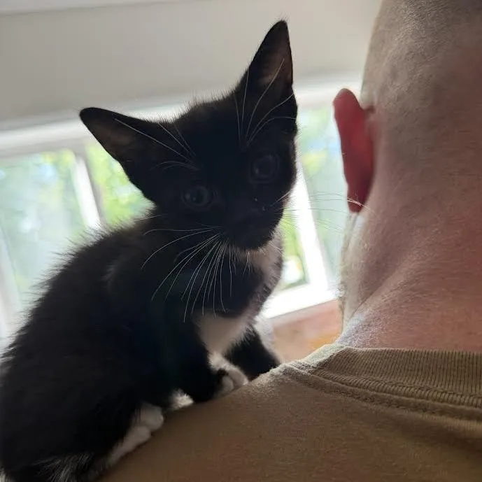 A baby small-sized female Black Domestic Short Hair cat named Hershey for adoption in Auburn, AL