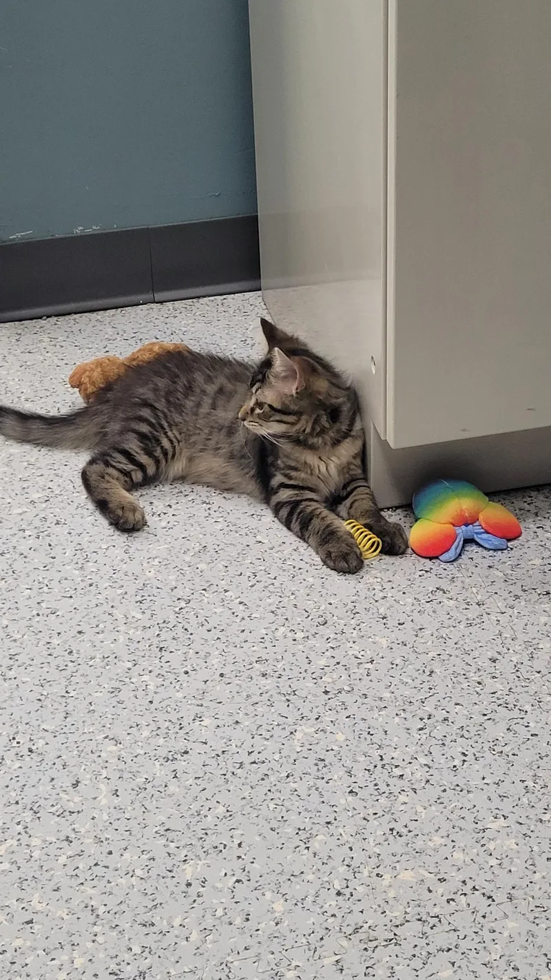 A young medium-sized male Tabby (Brown / Chocolate) Domestic Medium Hair cat named Cody for adoption in Sunset Hills, MO