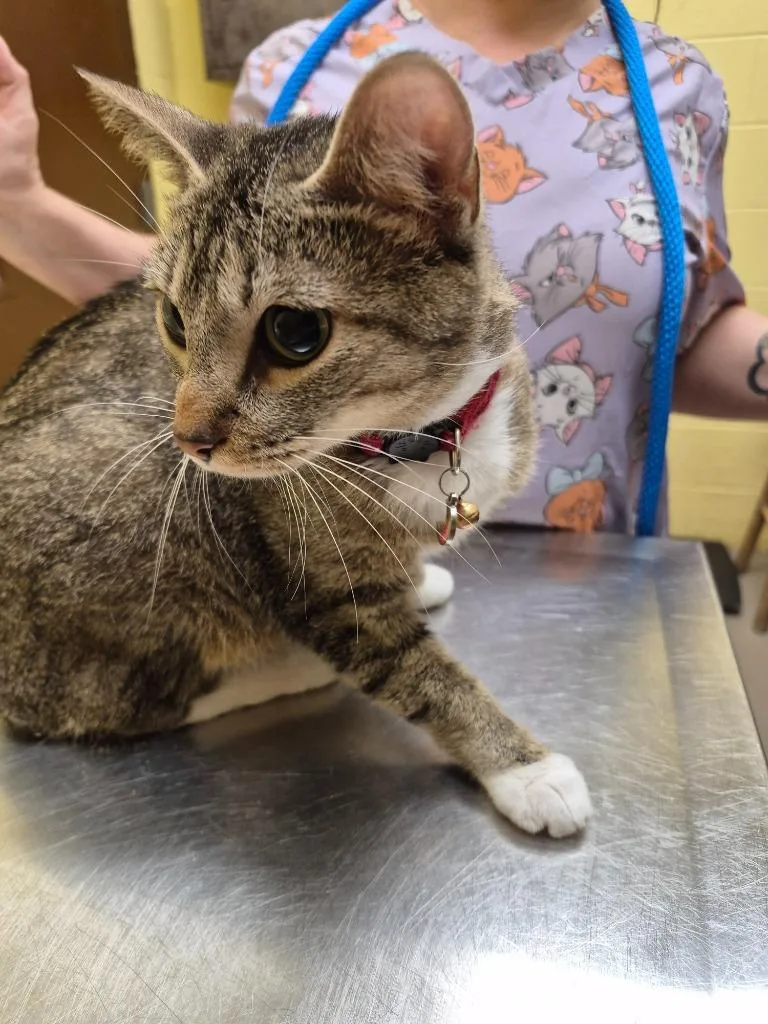 A young small-sized female Domestic Short Hair cat named Mini for adoption in Crossville, TN