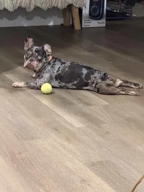 A young medium-sized male French Bulldog dog named Rex for adoption in Lafayette, CA