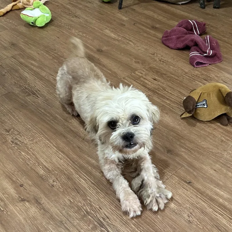 An adult small-sized male Shih Tzu dog named Schaefer Alan for adoption in Houston, TX