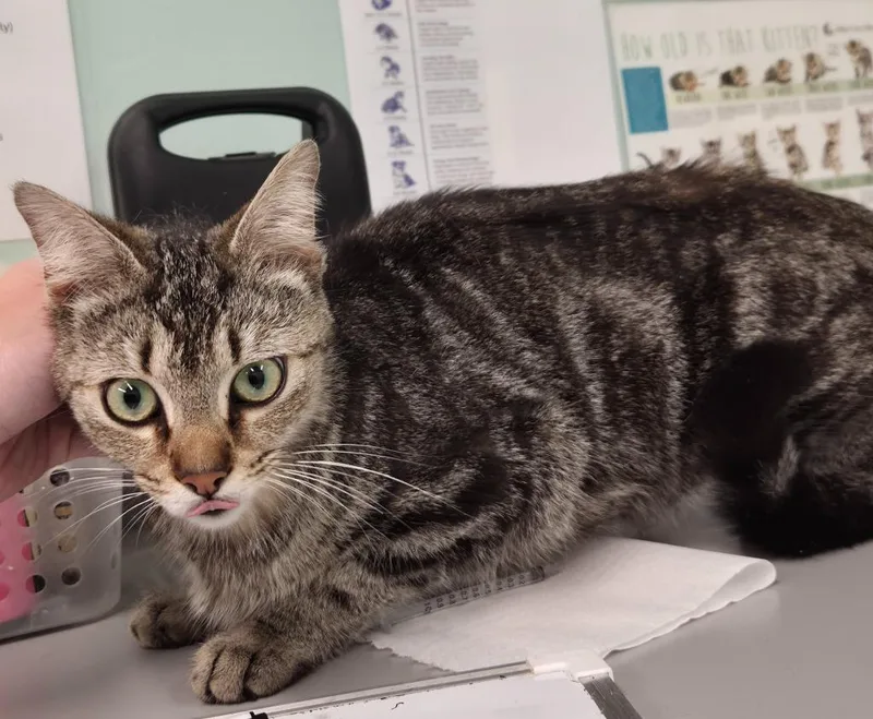 A young medium-sized female Domestic Short Hair cat named Lena for adoption in Athens, TN