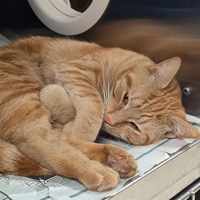 A young small-sized male Domestic Short Hair cat named Andy for adoption in Olivette, MO