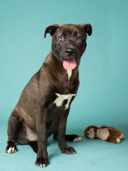 An adult large-sized male Mixed Breed dog named Canelo for adoption in Atlanta, GA