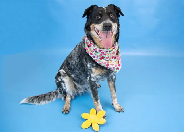 An adult medium-sized female Australian Cattle Dog / Blue Heeler dog named Meringue for adoption in Colorado Springs, CO