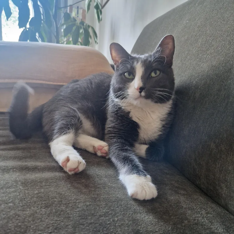 A young medium-sized female Gray & White Domestic Short Hair cat named Edith for adoption in BROOKLYN, NY