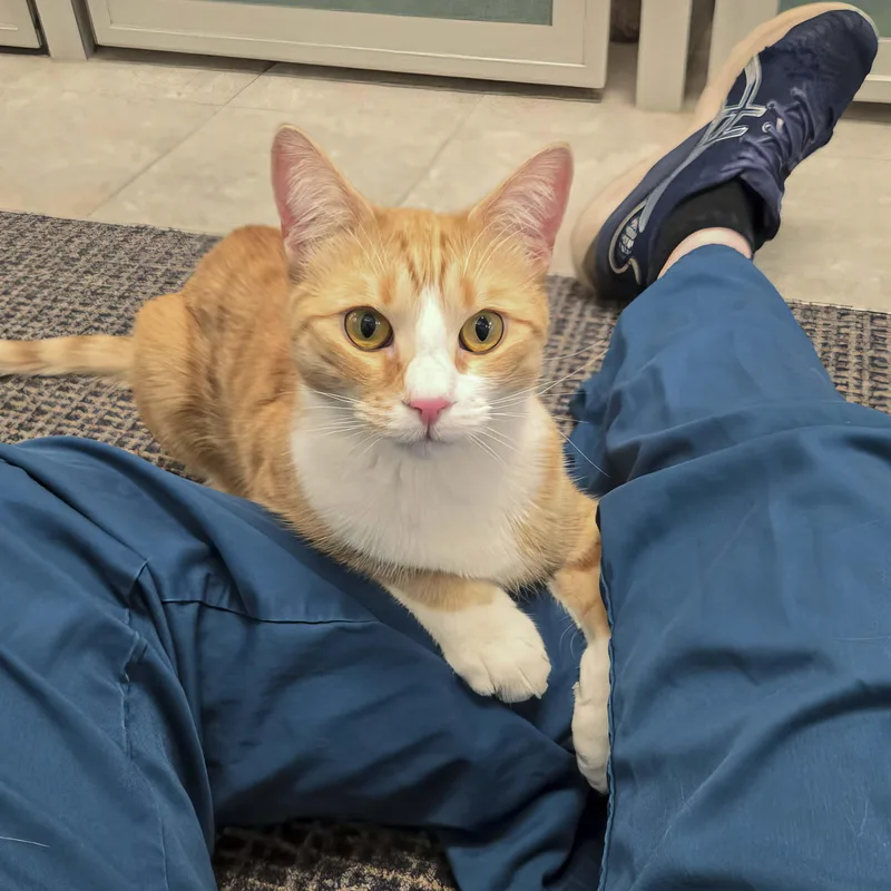 A young medium-sized male Orange & White Domestic Short Hair cat named Butters for adoption in Stamford, CT