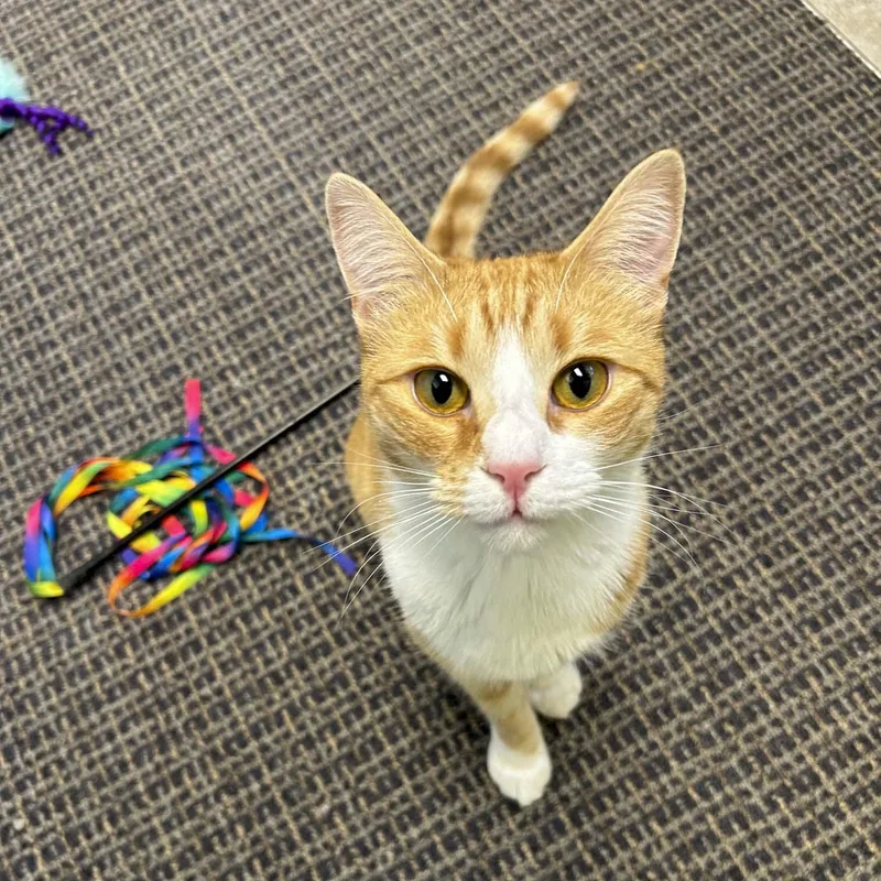 Butters thumbnail 3