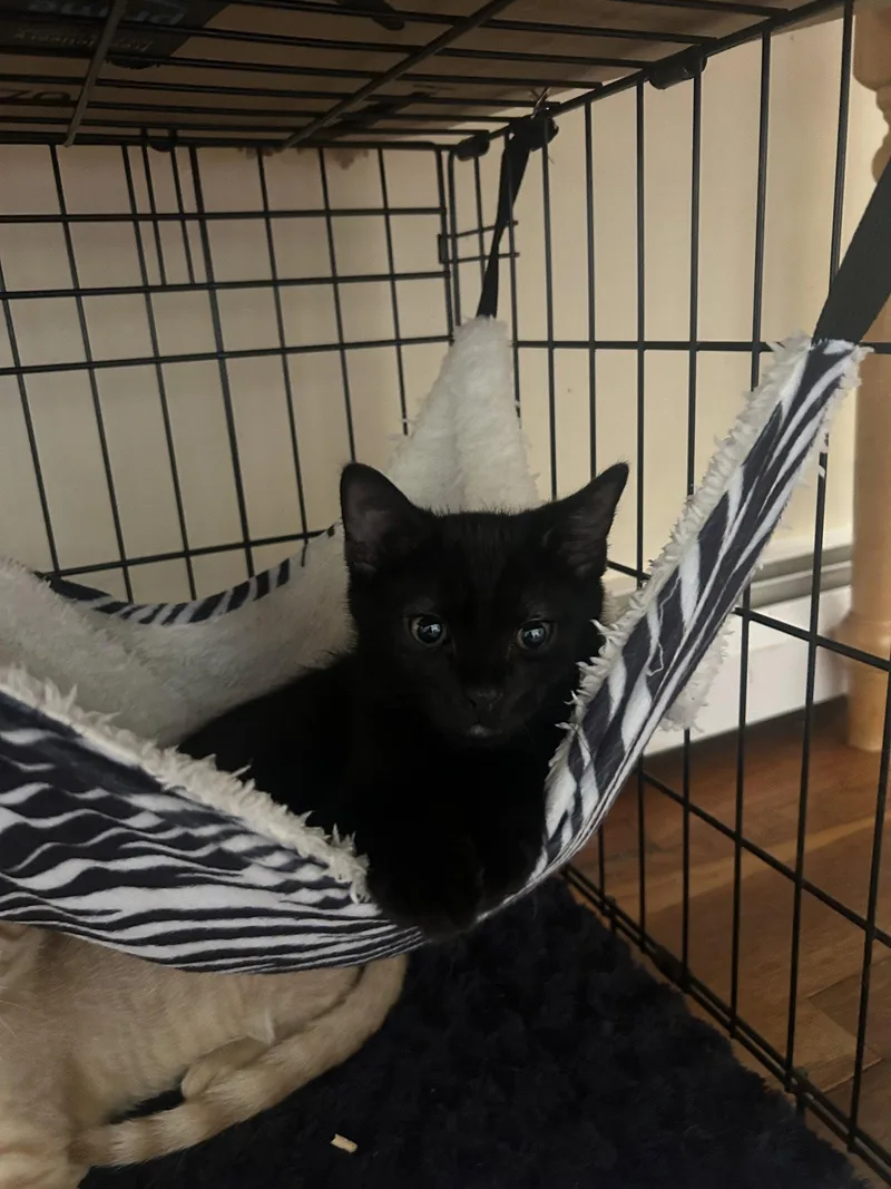 A baby medium-sized male Black Domestic Short Hair cat named Bear for adoption in Stewartsville, NJ