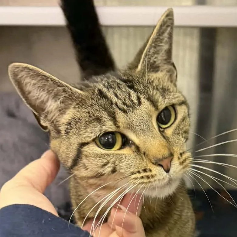 A young medium-sized male Gray / Blue / Silver Domestic Short Hair cat named Lucky Charms for adoption in Washington, DC