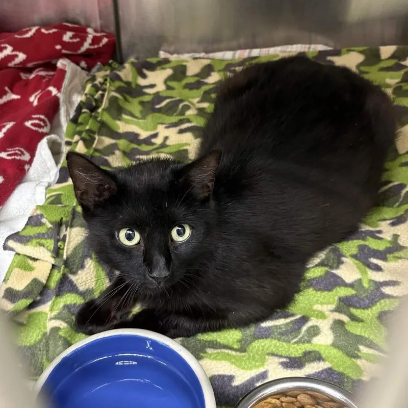 A young medium-sized female Black Domestic Short Hair cat named Jazzy Jewel for adoption in Gloucester, VA