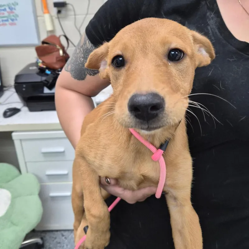 A baby medium-sized female Mixed Breed dog named Felicia for adoption in Middleburg, FL
