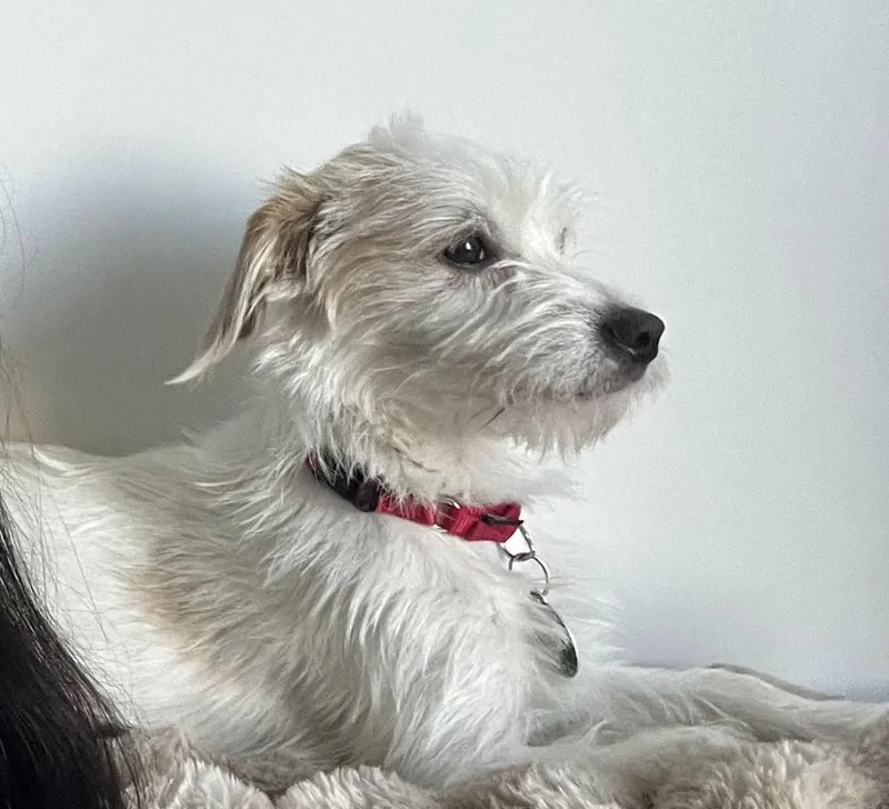 A young small-sized male Maltese dog named Cooper for adoption in Brooklyn, NY